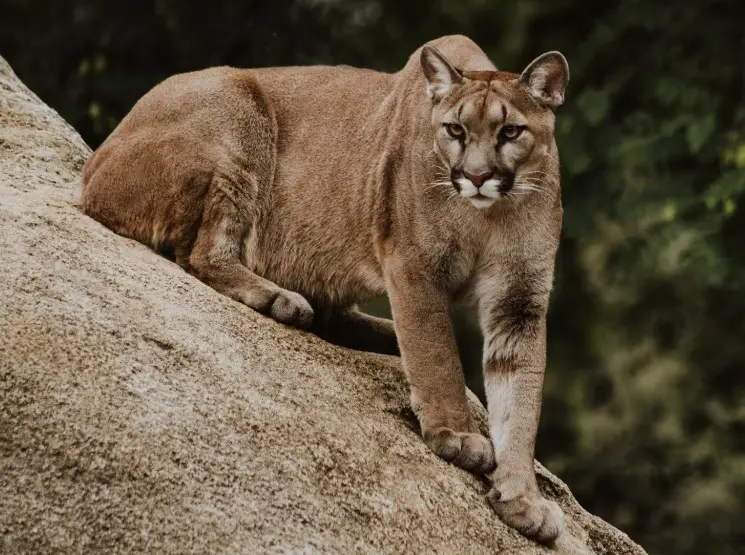 A Puma resting on a large rock, attentively observing its surroundings in a forested area.