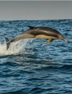 A dolphin leaping out of the ocean, captured mid-air with water splashing beneath it.