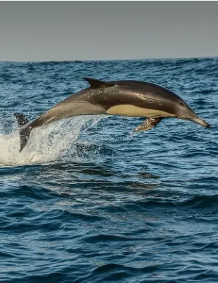A dolphin leaping out of the ocean, captured mid-air with water splashing beneath it.