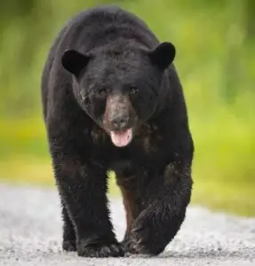 American black bear walking on a gravel path with a green forest in the background.