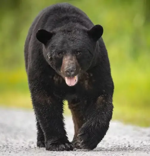 American black bear walking on a gravel path with a green forest in the background.