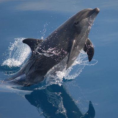 A bottlenose dolphin leaping out of the ocean, with water droplets spraying around it.