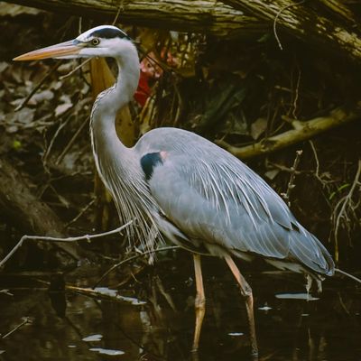 Great Blue Heron standing in shallow wetland water surrounded by branches and reflections