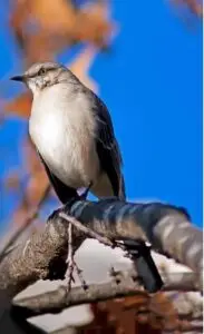 Northern Mockingbird perched on a tree branch against a clear blue sky.