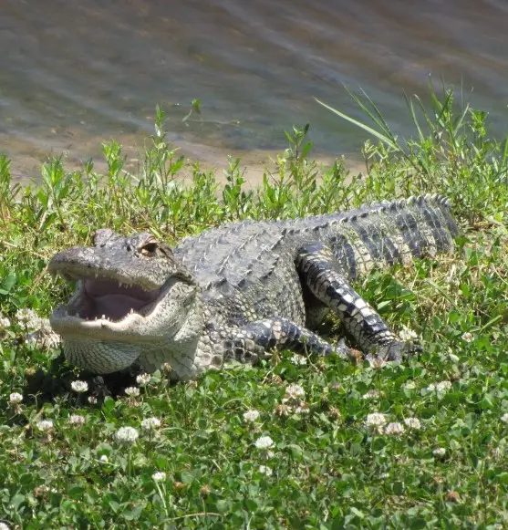 American alligator basking in the sun near a water body, with its mouth open among green grass and white clover flowers.
