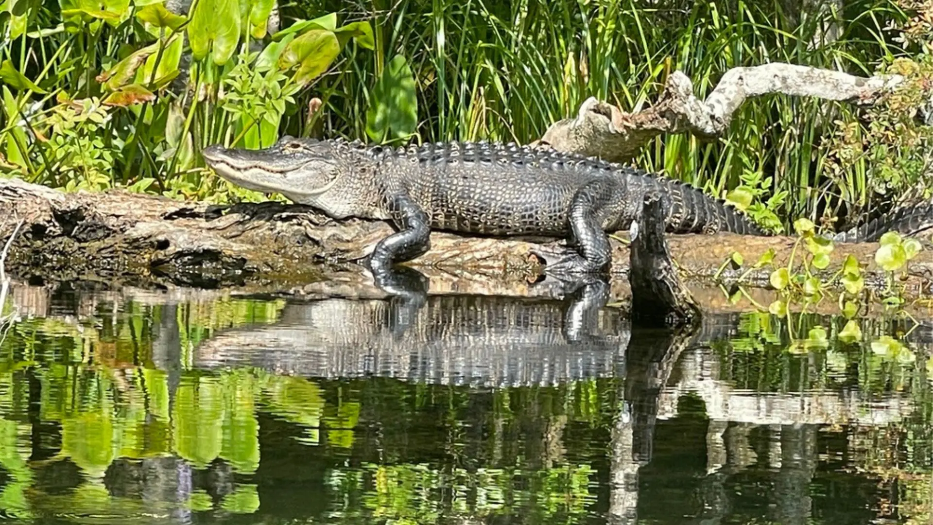 An American Alligator basking on a sunlit log beside a calm swamp, surrounded by lush green vegetation and water reflections.
