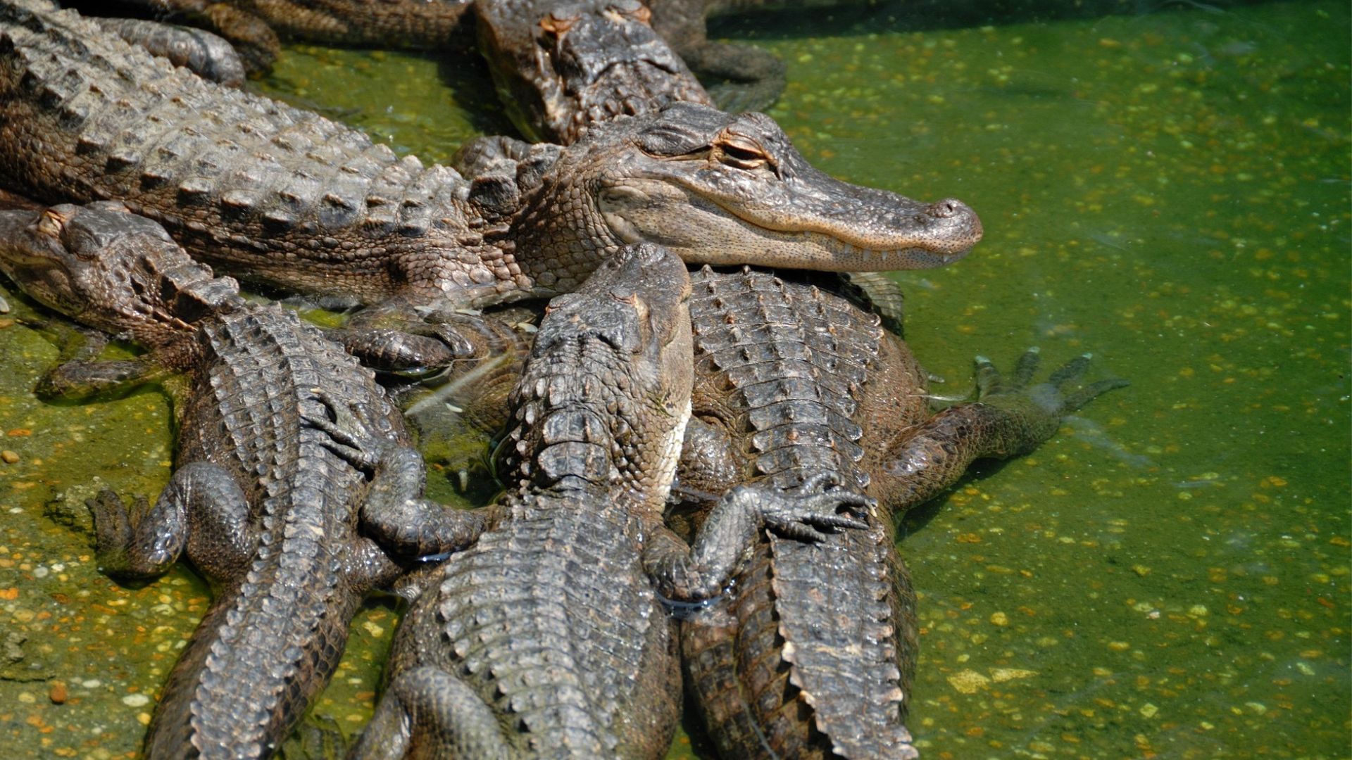 Group of young American alligators clustered around a larger alligator in shallow green water.