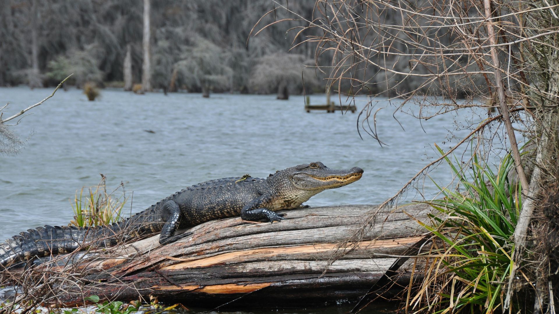 American alligator basking on a fallen log beside a freshwater lake.