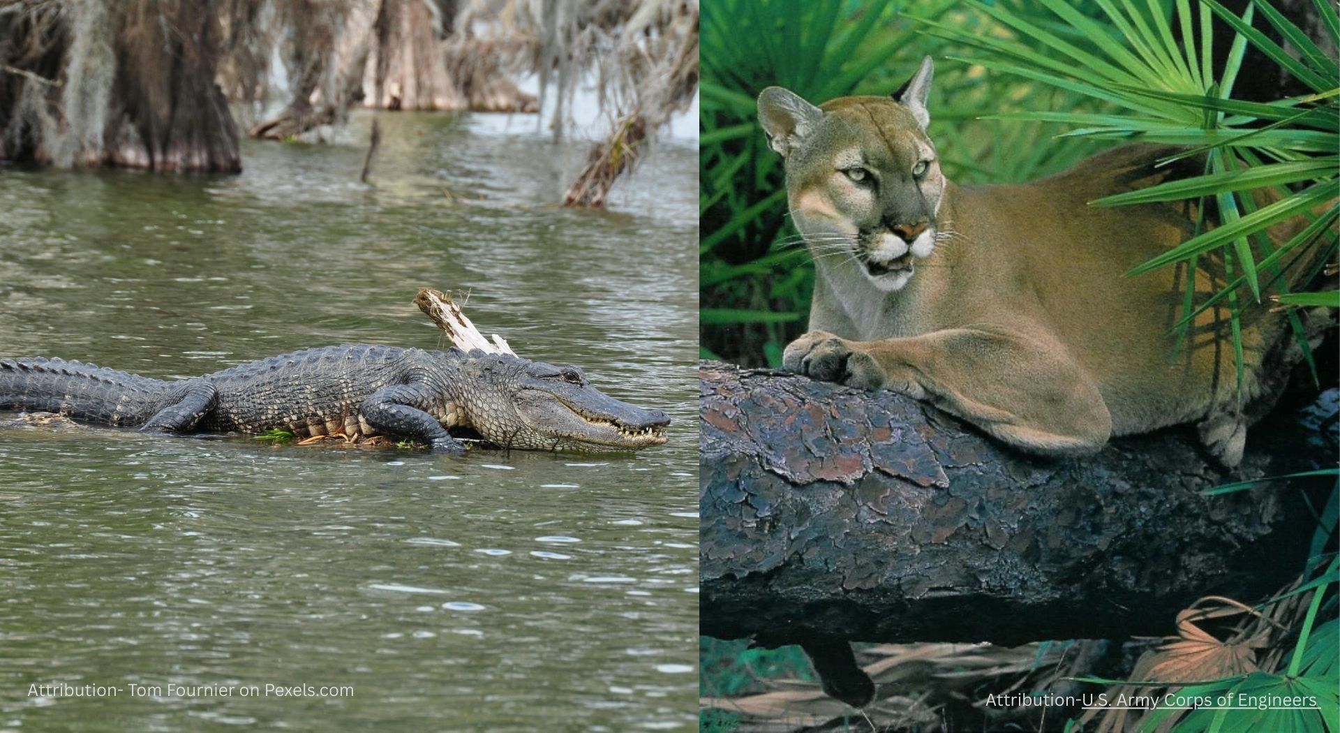 American alligator swimming in swamp water beside a Florida panther resting on a tree branch in a forest habitat.