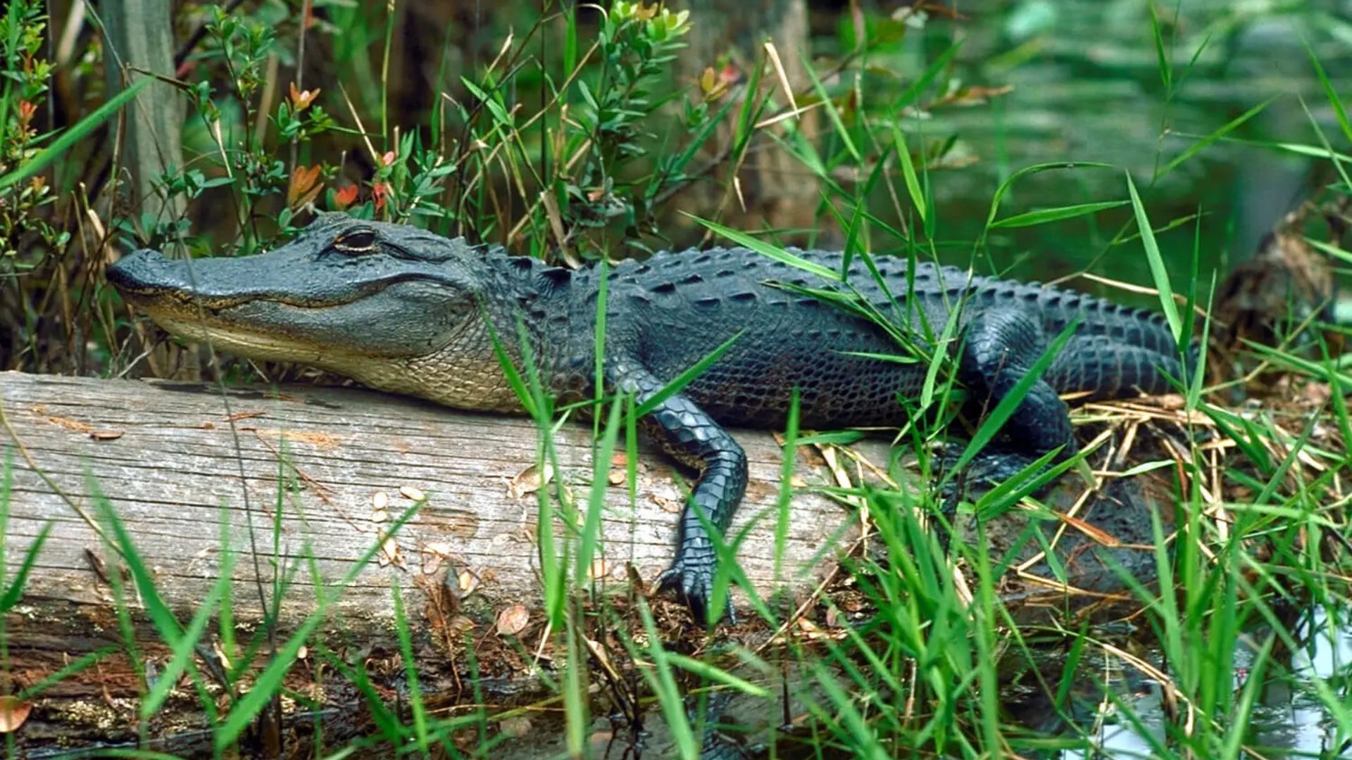 American alligator resting on a fallen log beside a wetland pond surrounded by green marsh vegetation.