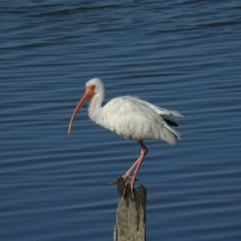 An American White Ibis stands perched on a weathered wooden post against calm blue water, showing its white plumage, red bill, and pink legs.