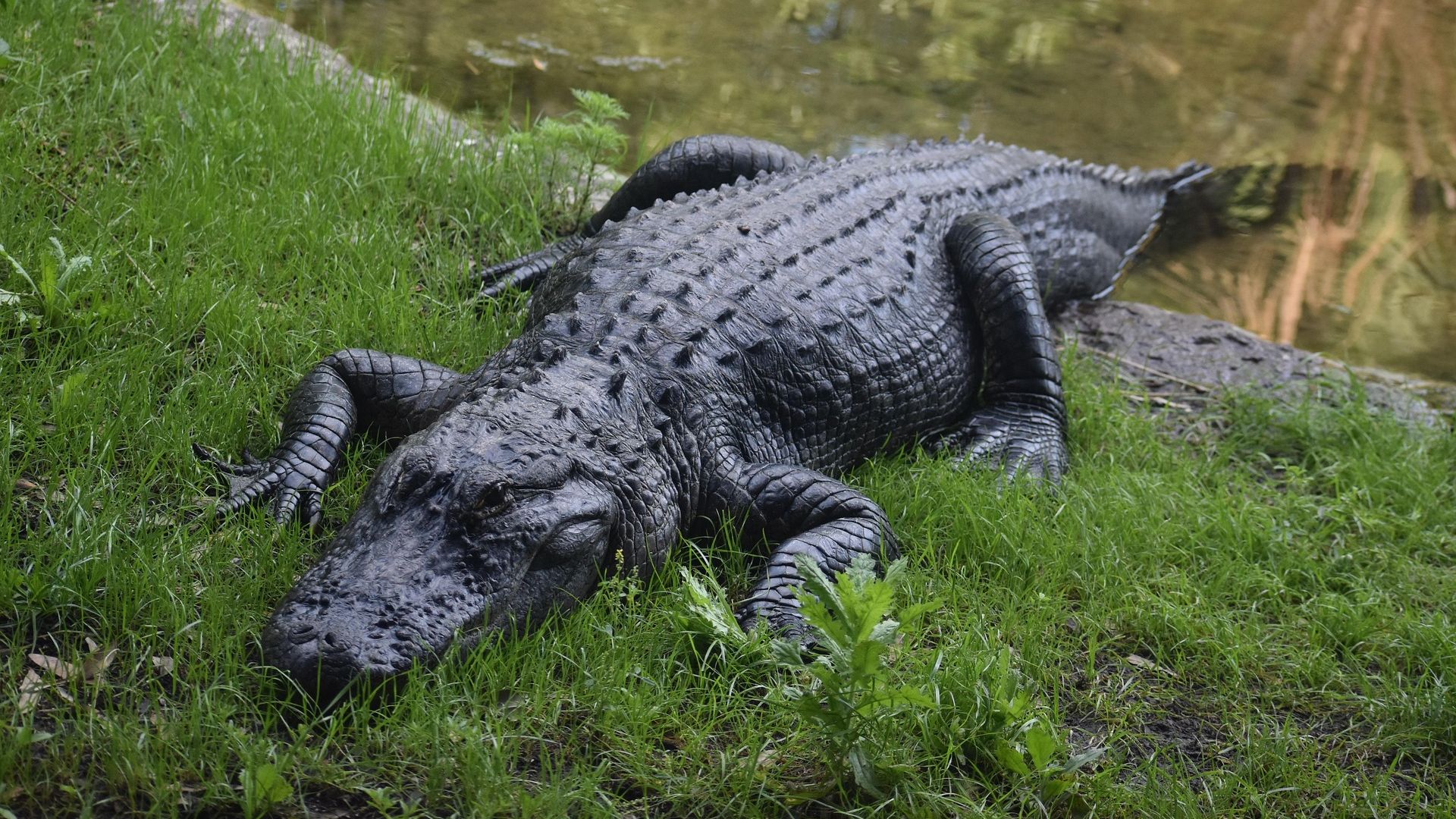 American alligator resting on a grassy bank beside calm freshwater.