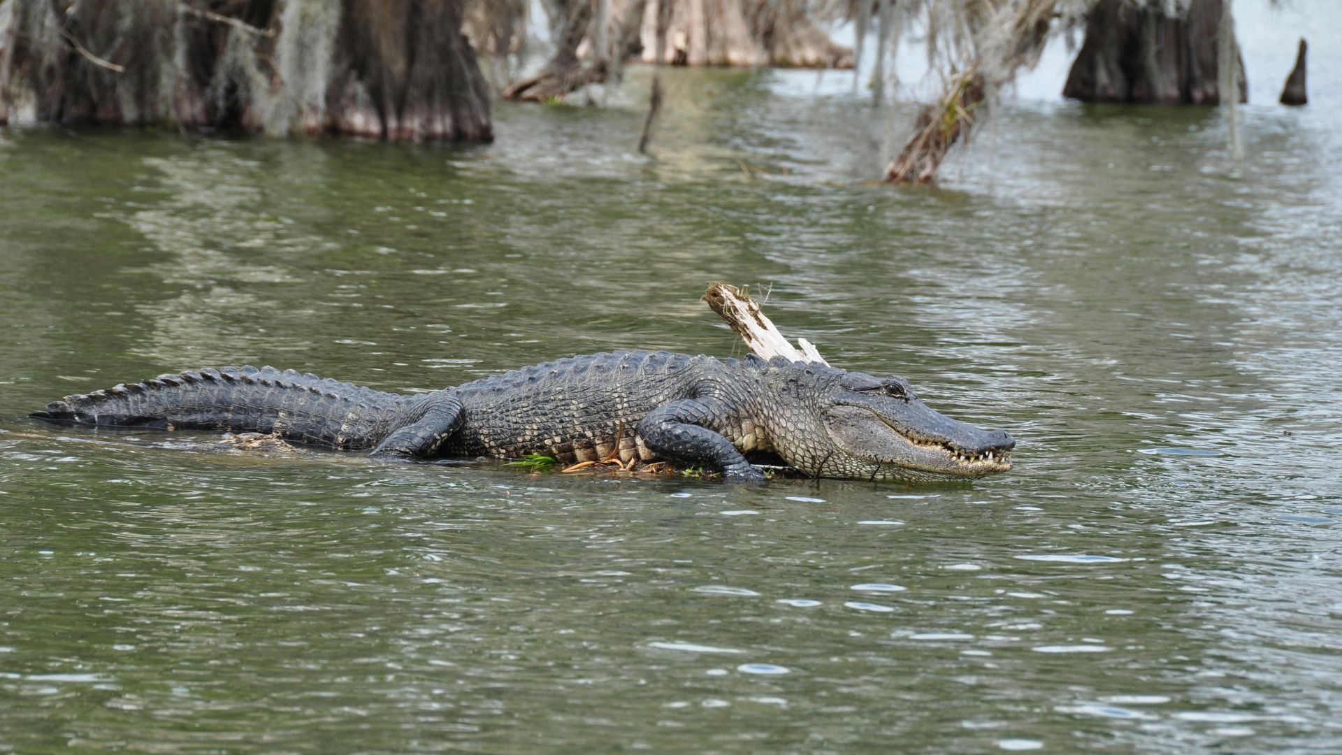 American alligator floating in a swampy wetland among cypress trees and calm green water.