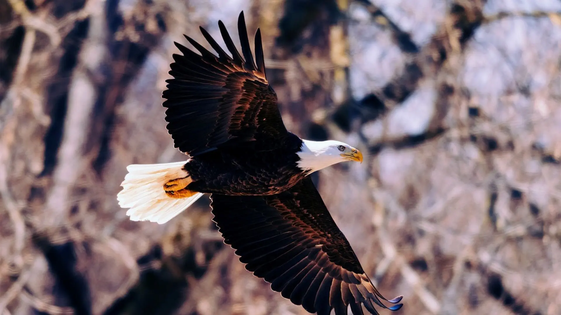A Bald Eagle with a white head and tail soars gracefully through the air, its dark wings spread wide against a blurred forest background.