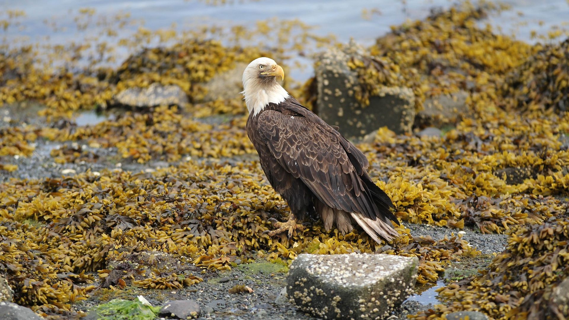 Adult bald eagle standing on a rocky shoreline covered with seaweed near the water.