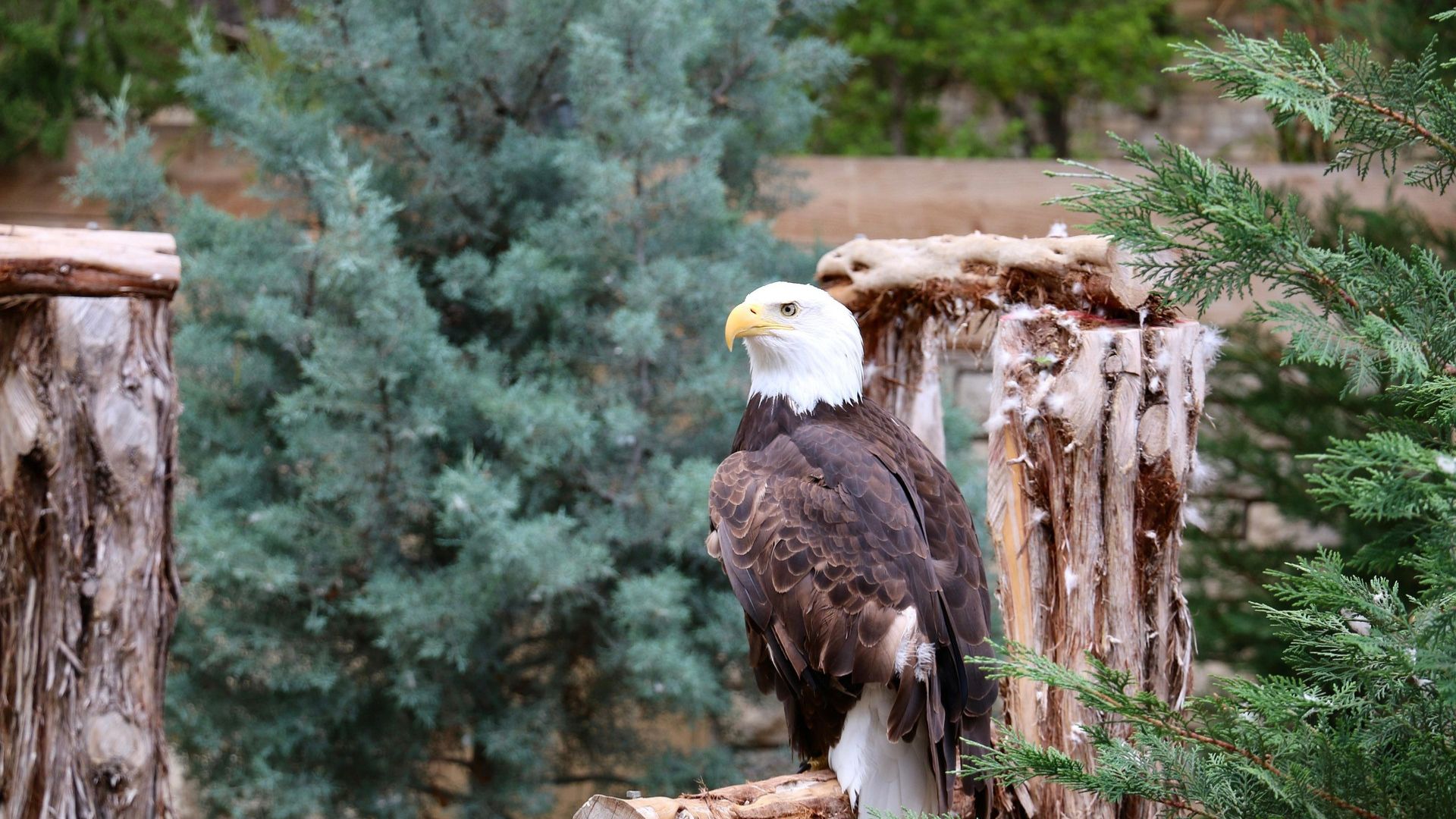 Bald eagle perched on a wooden post surrounded by green trees and natural foliage.