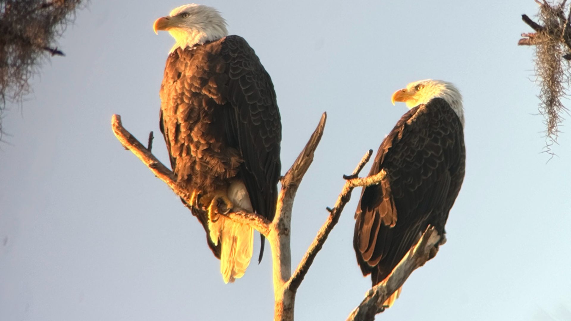 Two adult Bald Eagles perched on the bare branches of a tall tree, illuminated by warm golden sunlight against a pale sky.