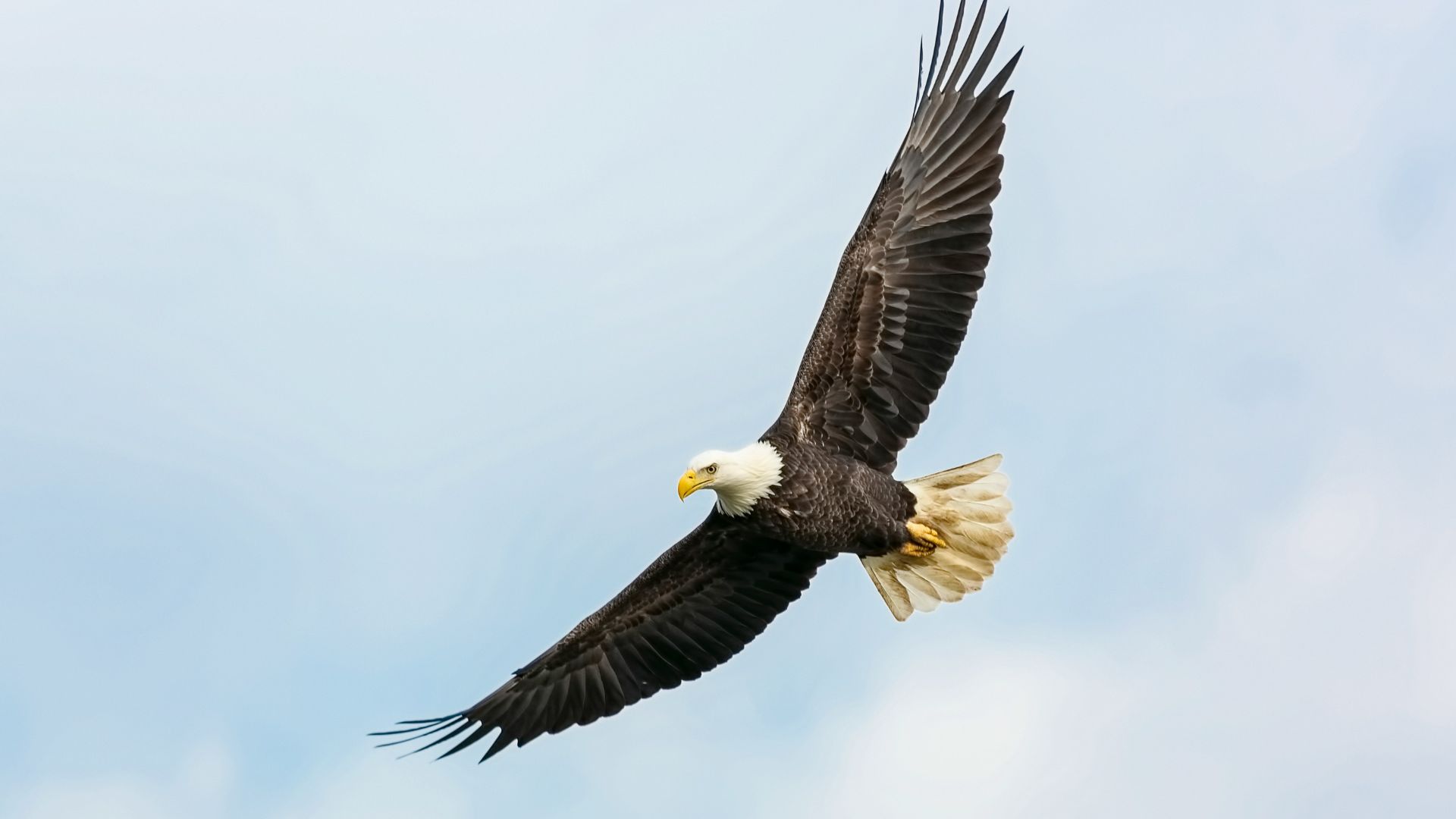 Bald eagle soaring in the sky with wings fully spread against a clear blue background.