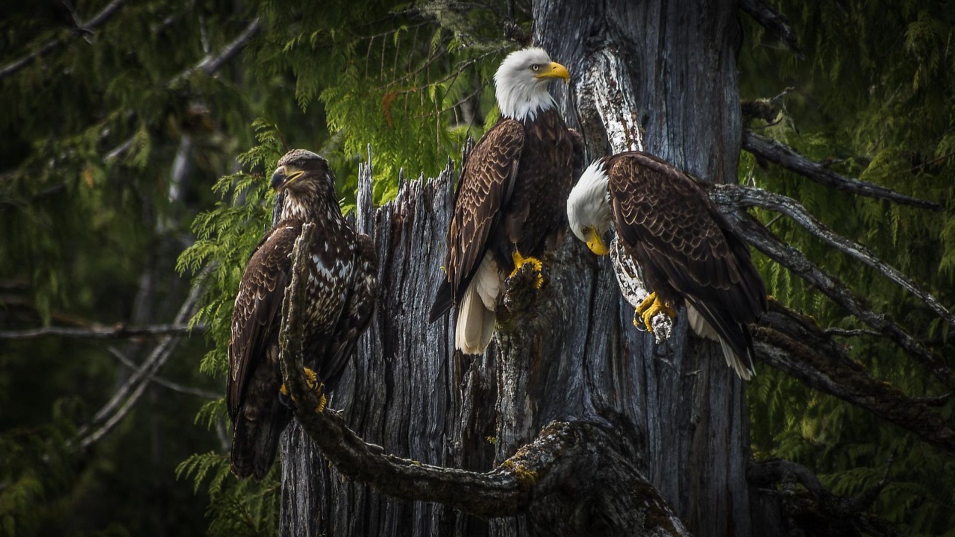 Three Bald Eagles perched on an old tree trunk: two adults with white heads and one brown juvenile, all surrounded by dense green forest.