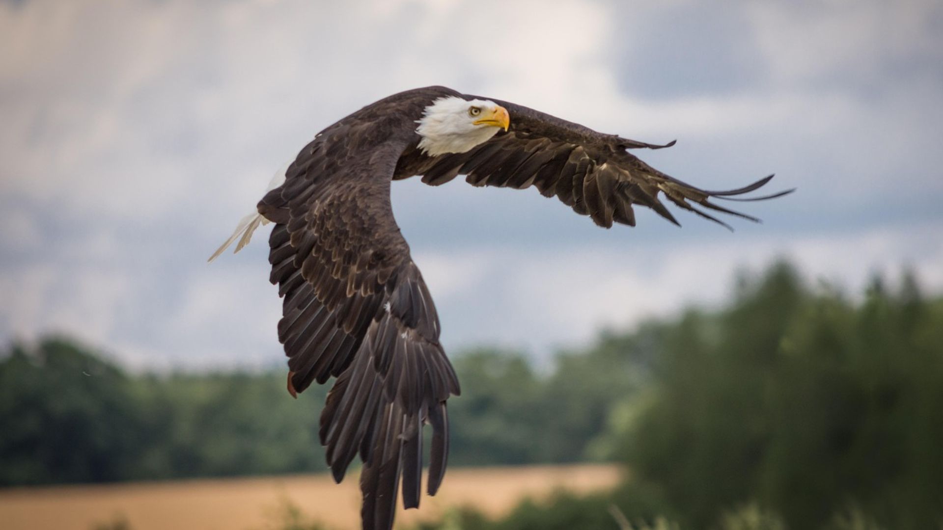 A bald eagle in mid-flight with wings fully extended, soaring gracefully against a cloudy sky above a forested landscape.