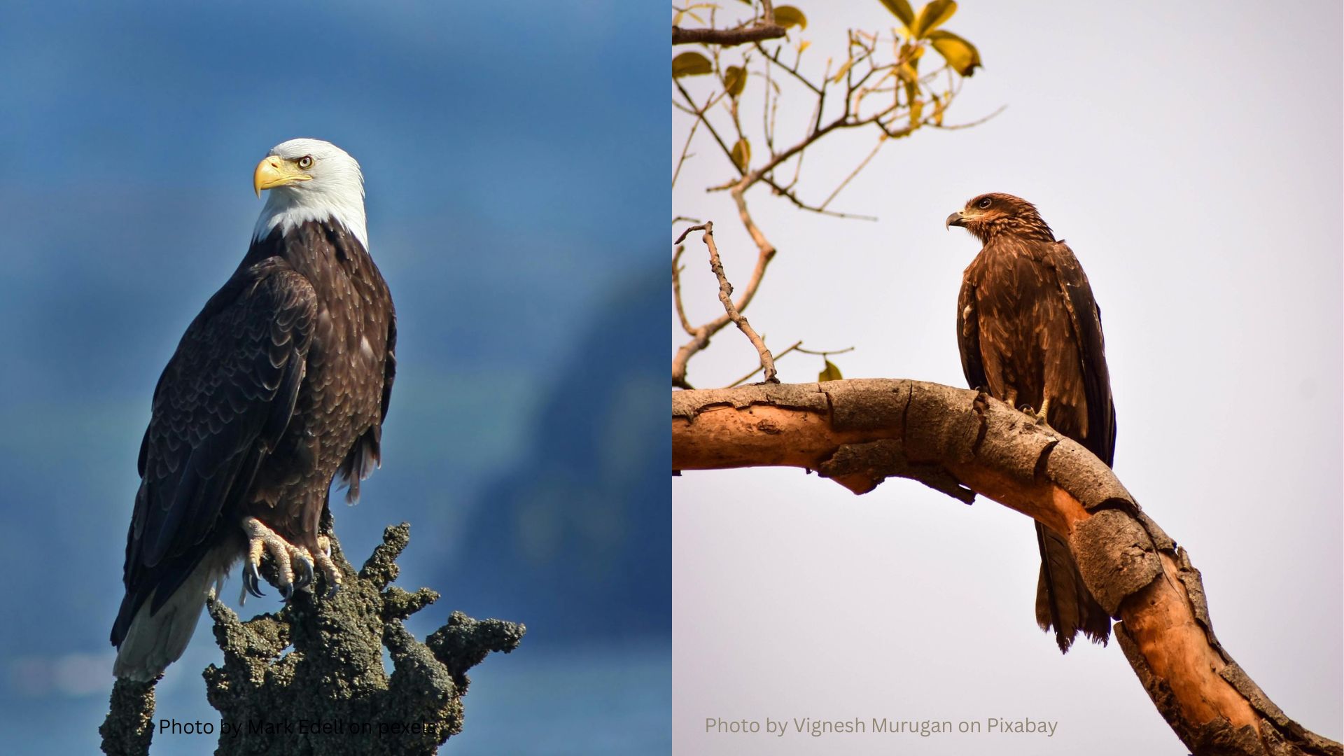 Side-by-side comparison of a bald eagle with a white head perched on a stump (left) and a golden eagle with brown plumage perched on a curved branch (right).