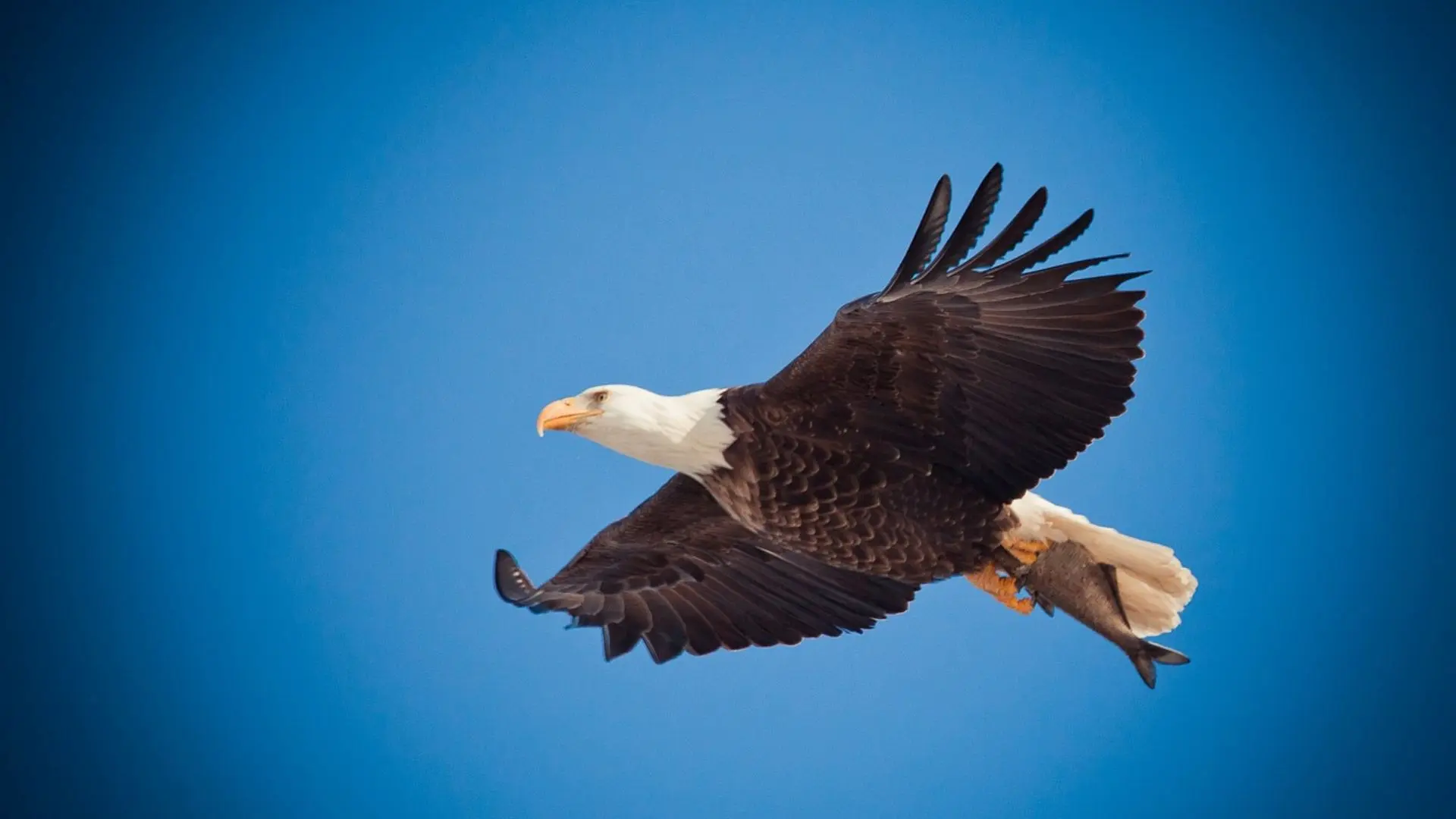 Bald Eagle in mid-flight with wings spread wide, showing its white head and tail against a blurred woodland background.
