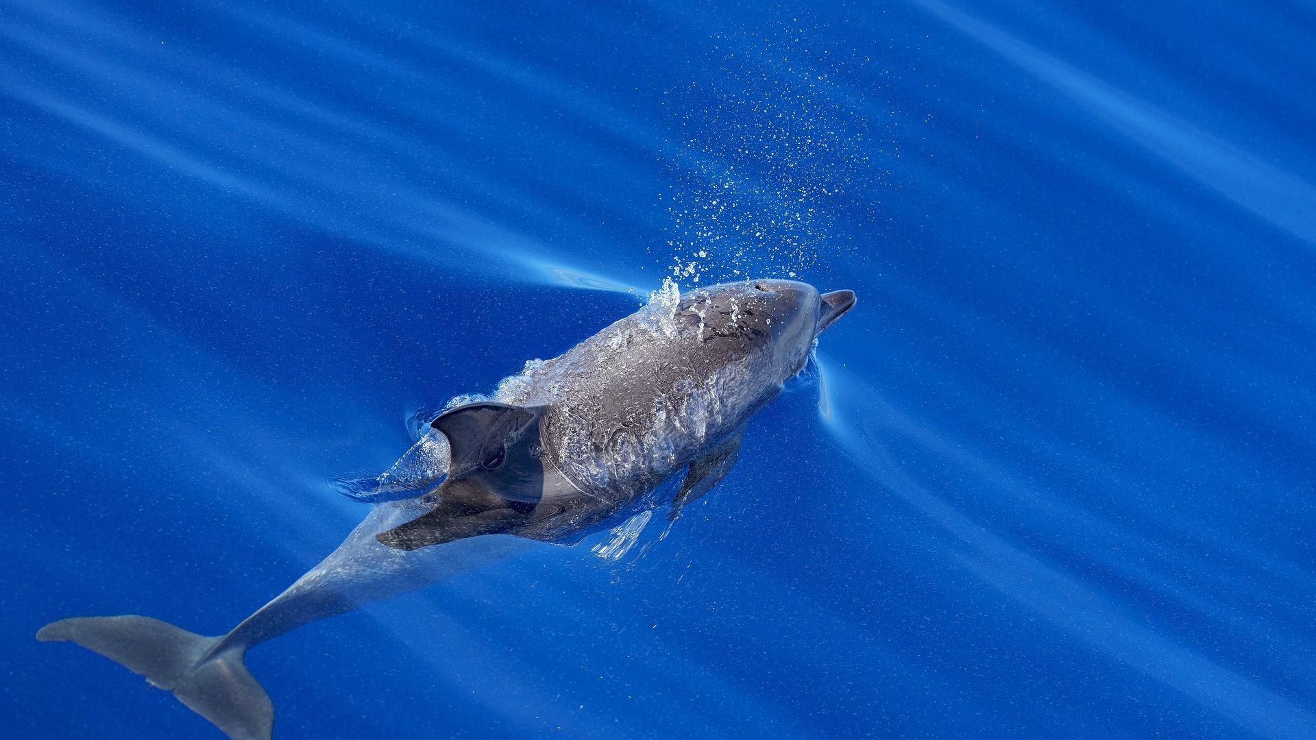 A bottlenose dolphin swims just below the ocean surface, exhaling a stream of bubbles from its blowhole.