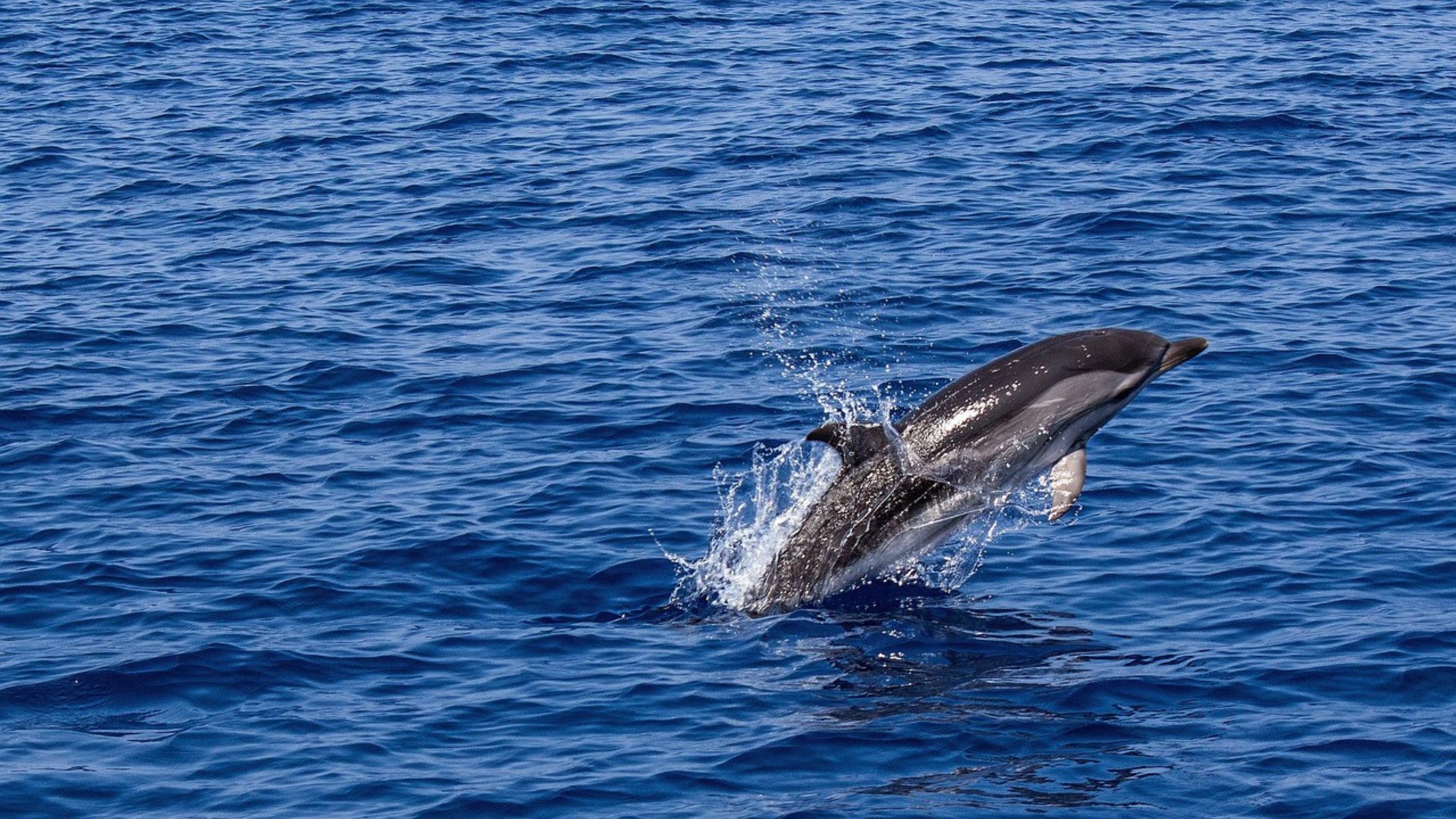 A common bottlenose dolphin leaps out of deep blue ocean water, creating a splash as it breaks the surface.
