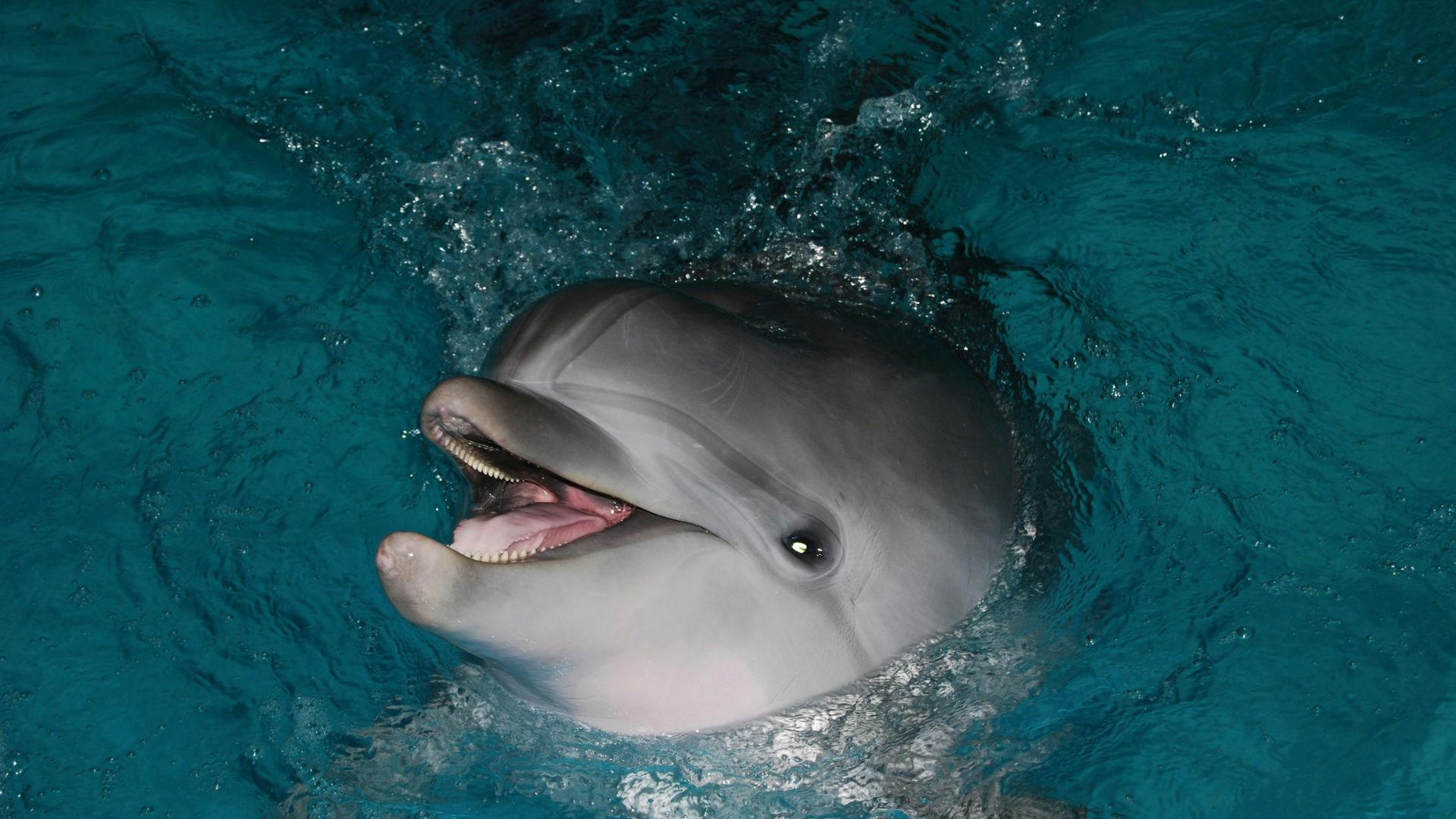 Close-up of a bottlenose dolphin surfacing with its mouth open, showing teeth and tongue in clear blue water.