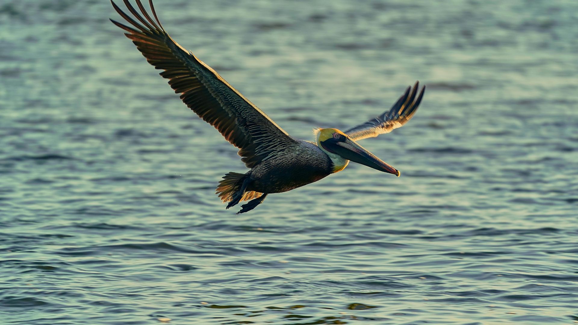 Brown pelican (Pelecanus occidentalis) gliding low over rippling ocean water with wings fully spread.