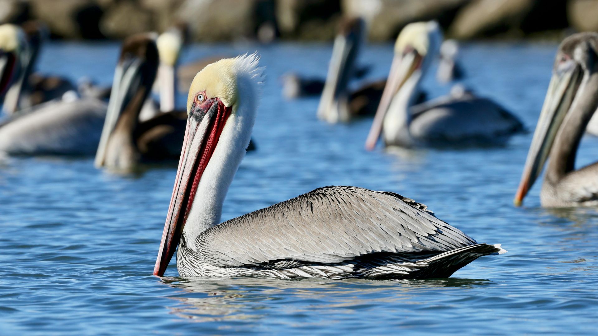 Brown pelican (Pelecanus occidentalis) floating on coastal water with several other pelicans in the background.