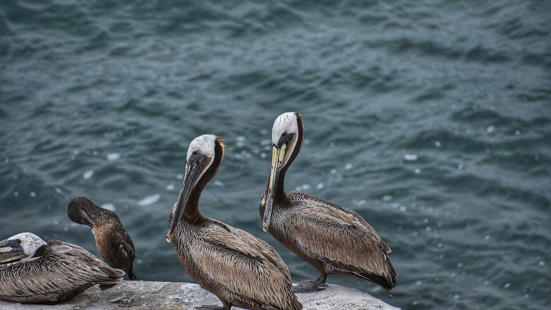Two brown pelicans (Pelecanus occidentalis) standing on a rocky shoreline with ocean waves in the background.
