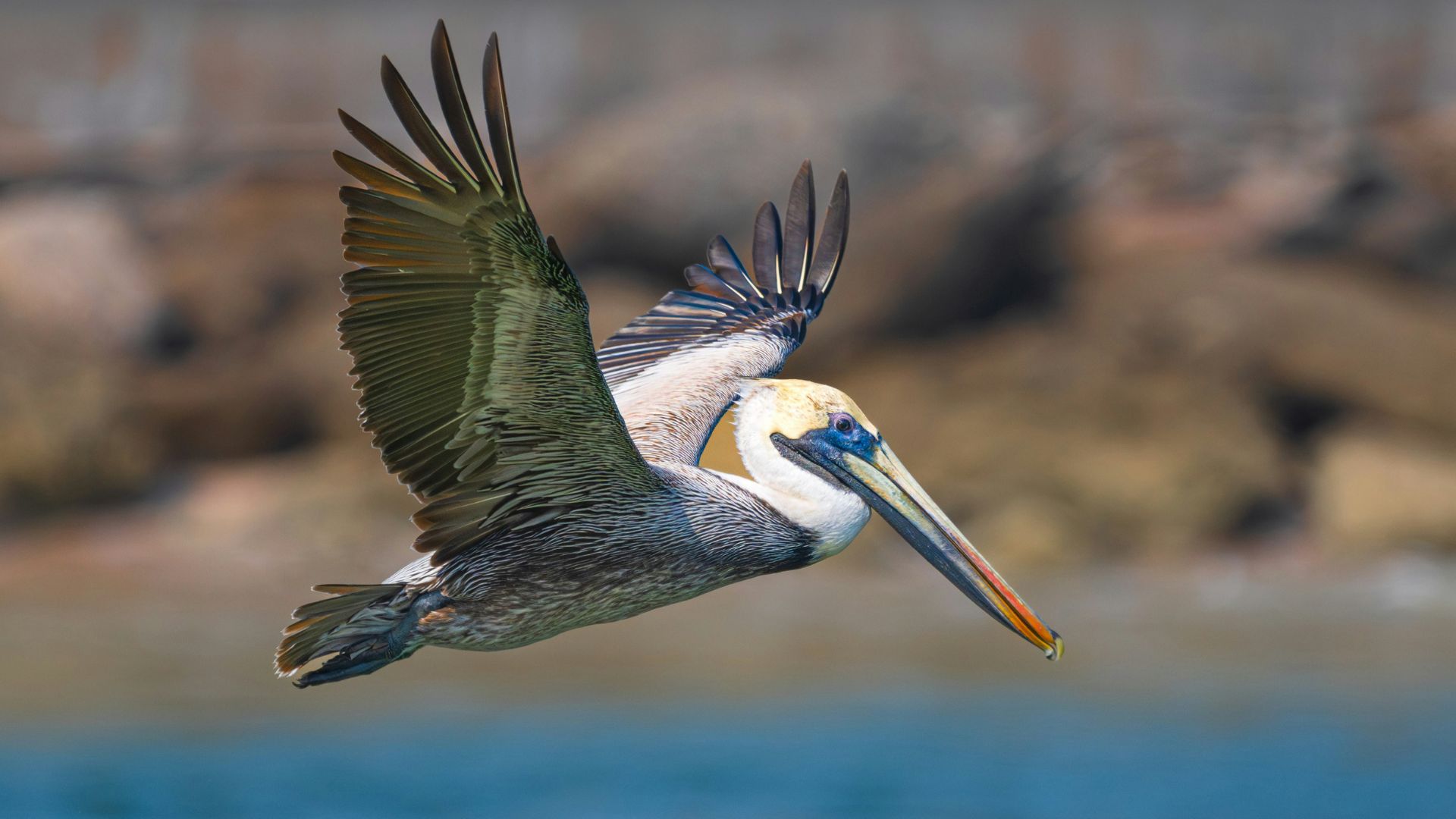 Brown pelican (Pelecanus occidentalis) gliding low over coastal water with wings fully extended.