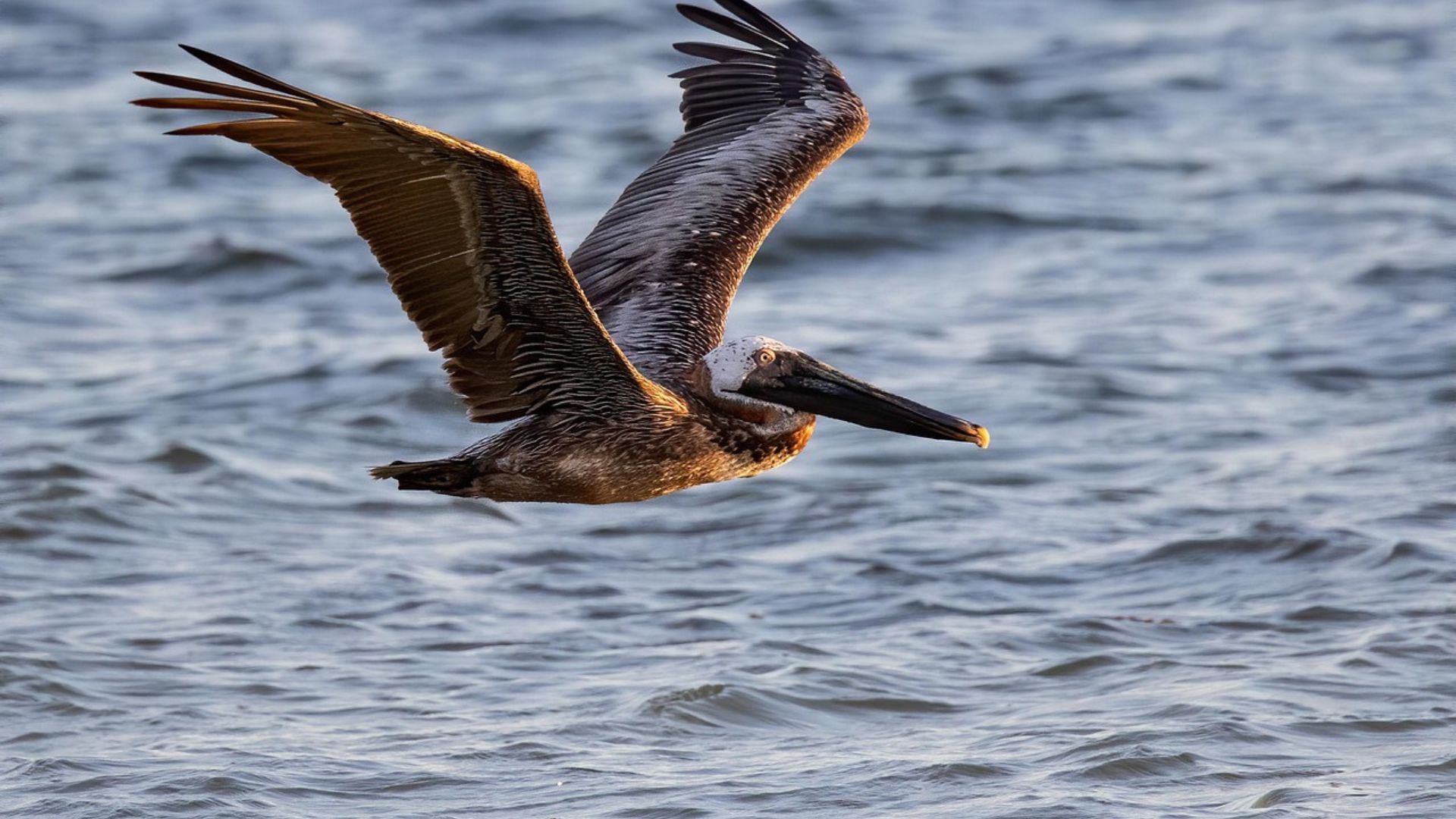 A Brown Pelican flying low over the ocean surface, wings spread wide and skimming just above the water.