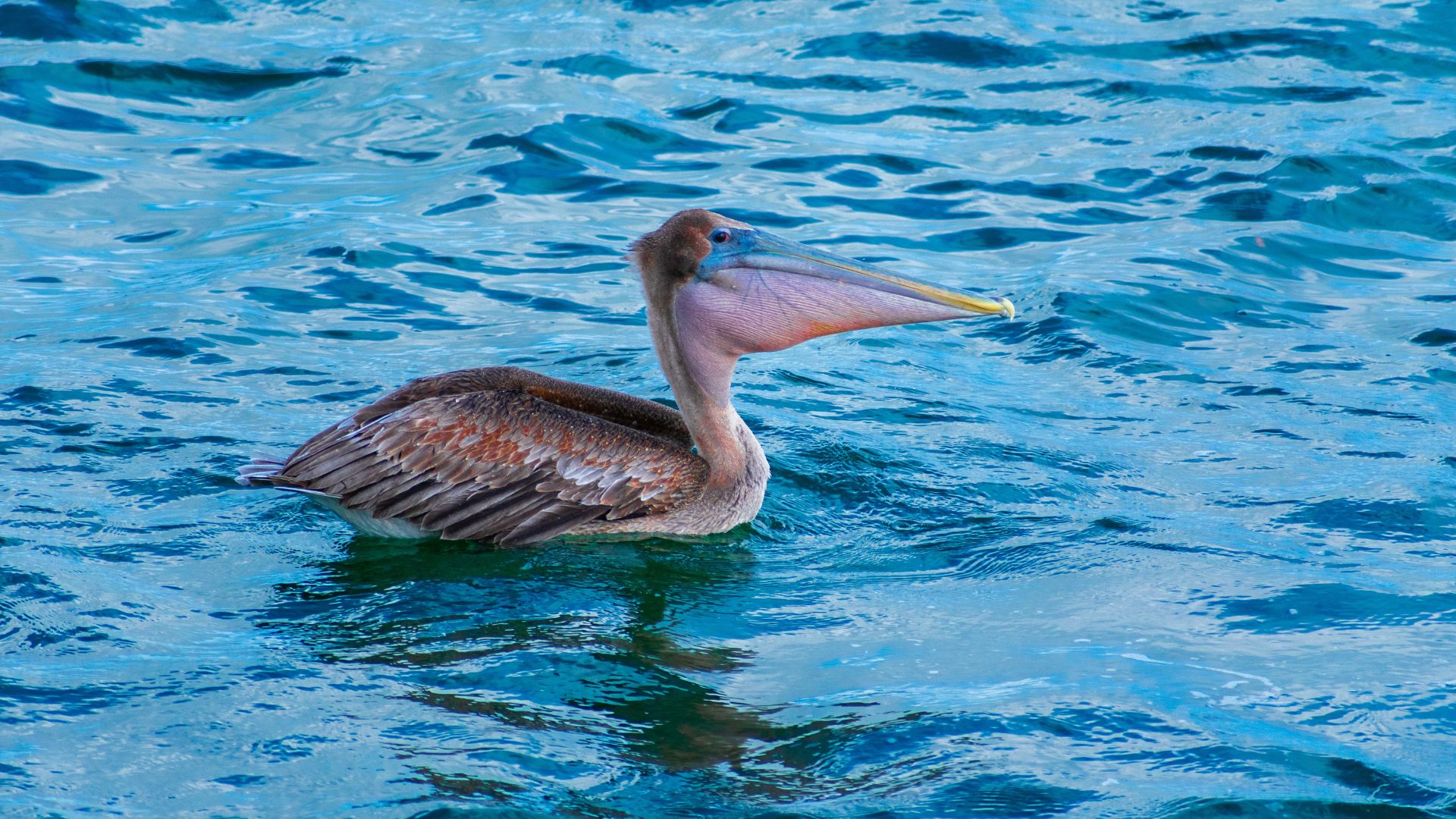 Brown pelican (Pelecanus occidentalis) floating on blue ocean water with its large gular pouch visible.