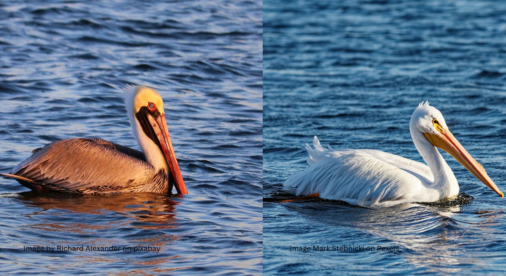 Side-by-side comparison of a brown pelican and an American white pelican swimming on blue water.