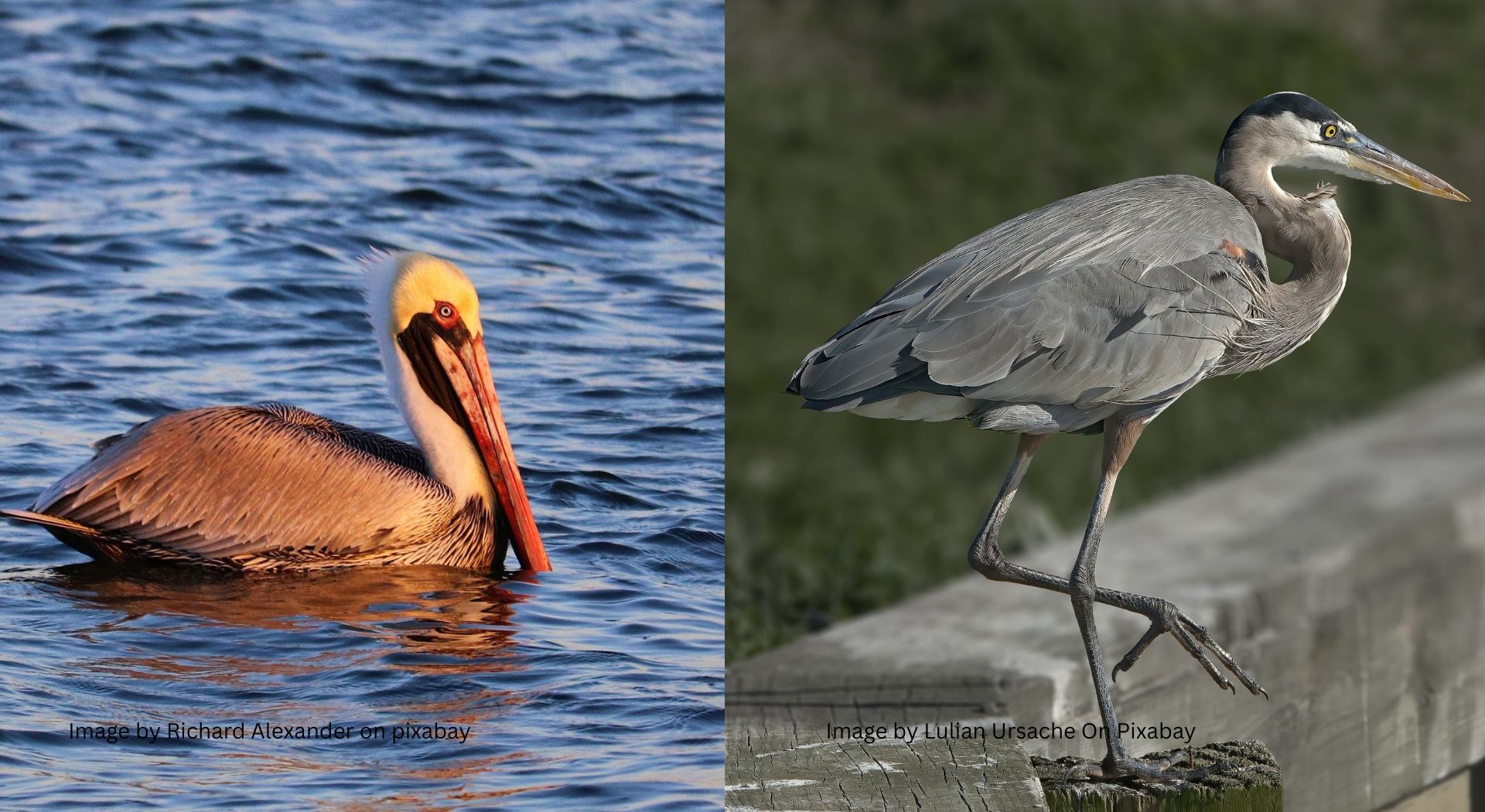 Side-by-side image of a brown pelican floating on water and a great blue heron standing on a wooden railing.