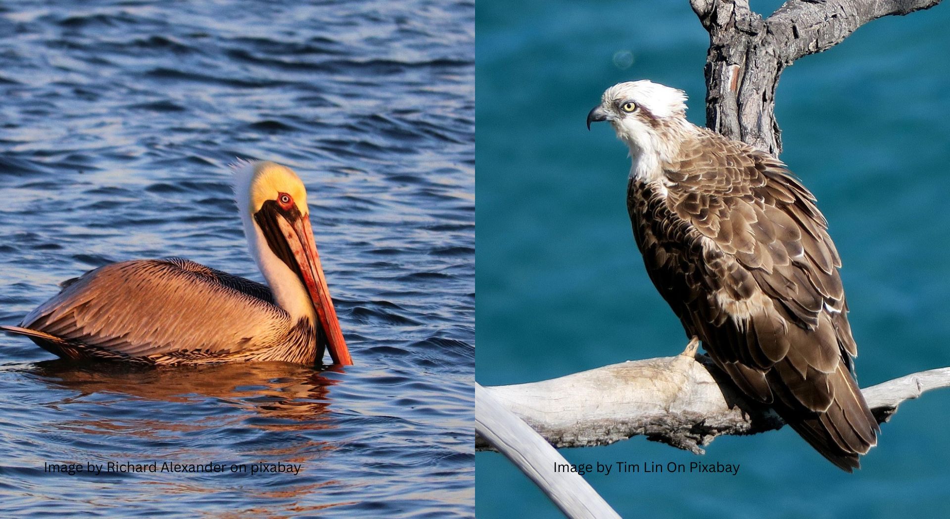 Side-by-side image of a brown pelican swimming on water and an osprey perched on a tree branch near the ocean.