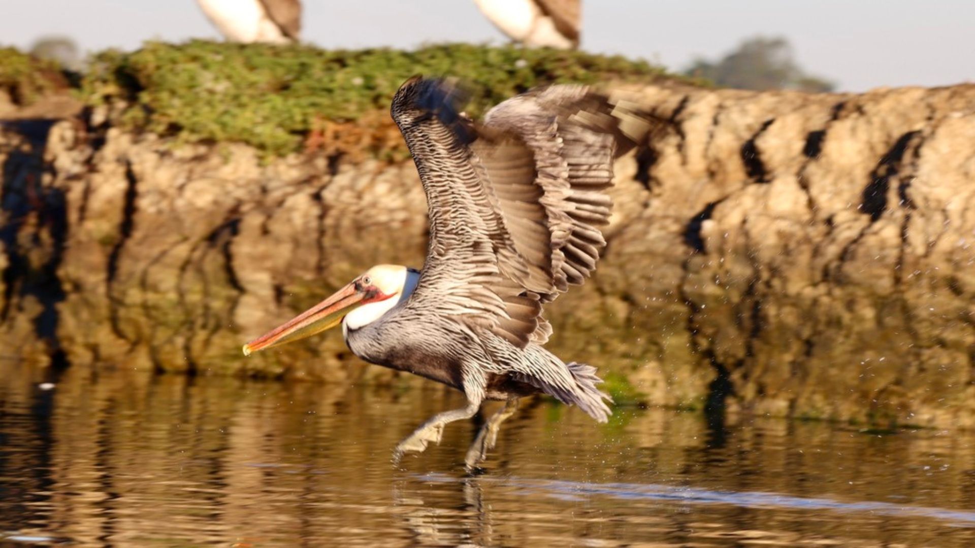 A brown pelican with wings spread wide runs across the water’s surface while taking off, its long bill and throat pouch clearly visible.