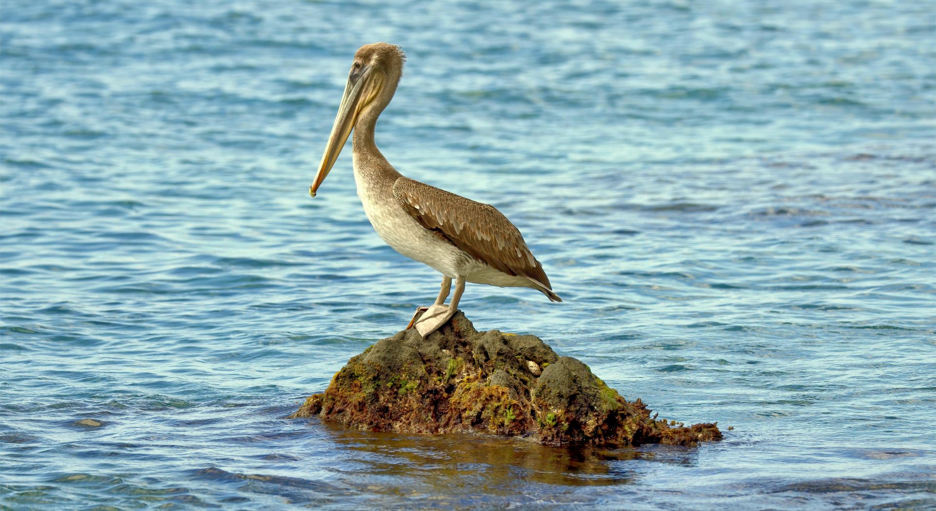 Brown pelican standing on a small rock surrounded by shallow blue coastal water.