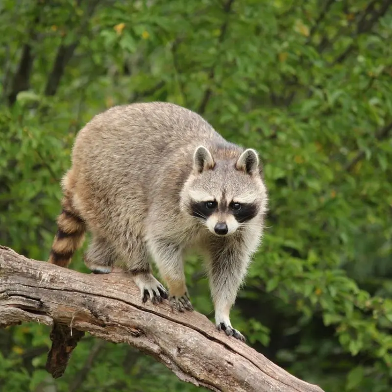 Raccoon standing alert on a tree branch in a forest setting.