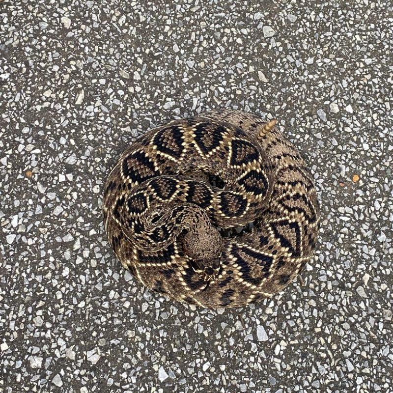 A coiled Eastern Diamondback Rattlesnake on asphalt, displaying its bold dark diamonds with cream borders and raising its rattle in a defensive posture.