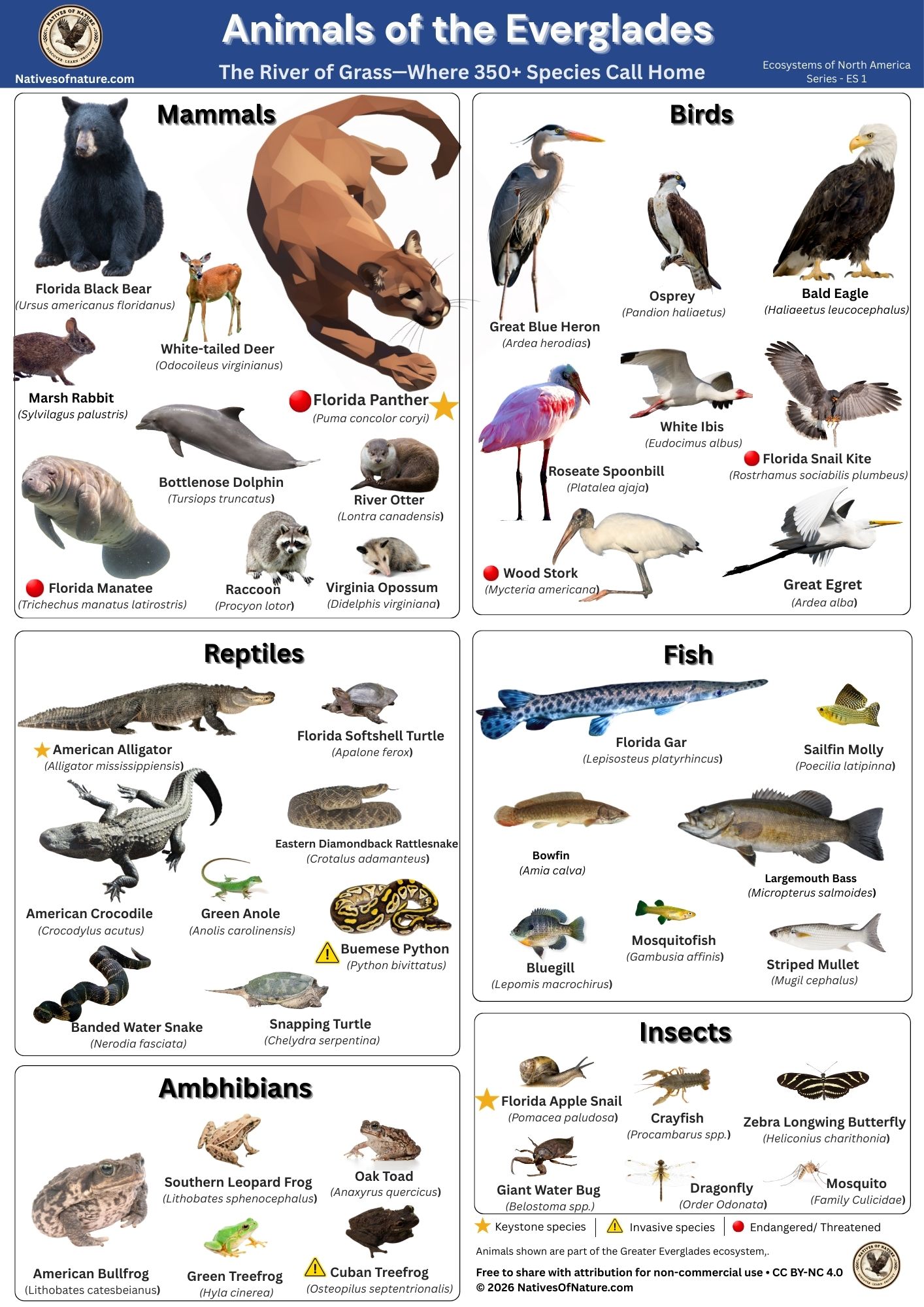 Illustrated poster showing animals of the Florida Everglades grouped by mammals, birds, reptiles, fish, amphibians, and insects, including panthers, alligators, wading birds, fish, frogs, and apple snails.