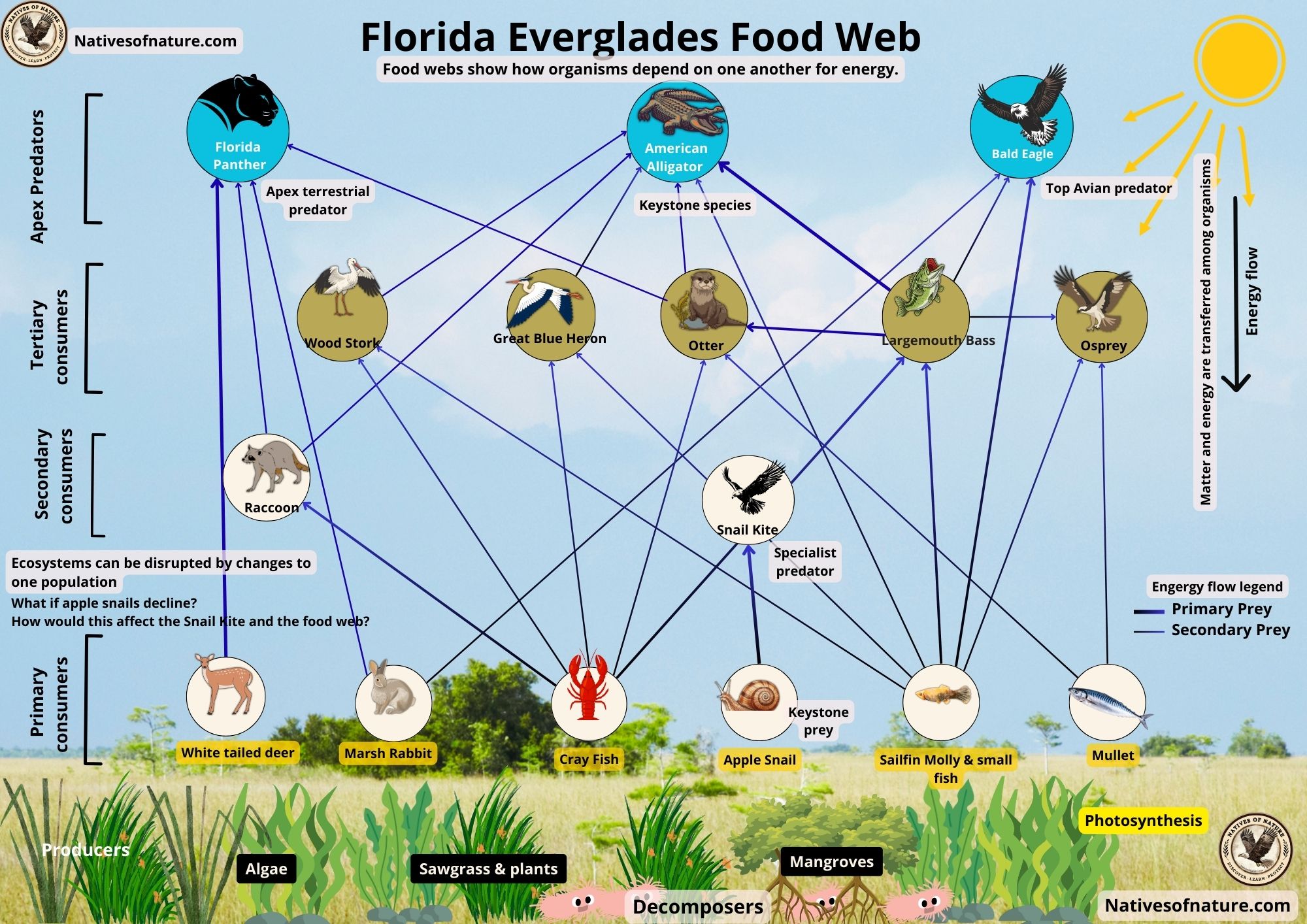 Florida Everglades food web diagram showing energy flow from producers like algae, sawgrass, and mangroves to primary consumers, birds, fish, alligators, bald eagles, and the Florida panther.