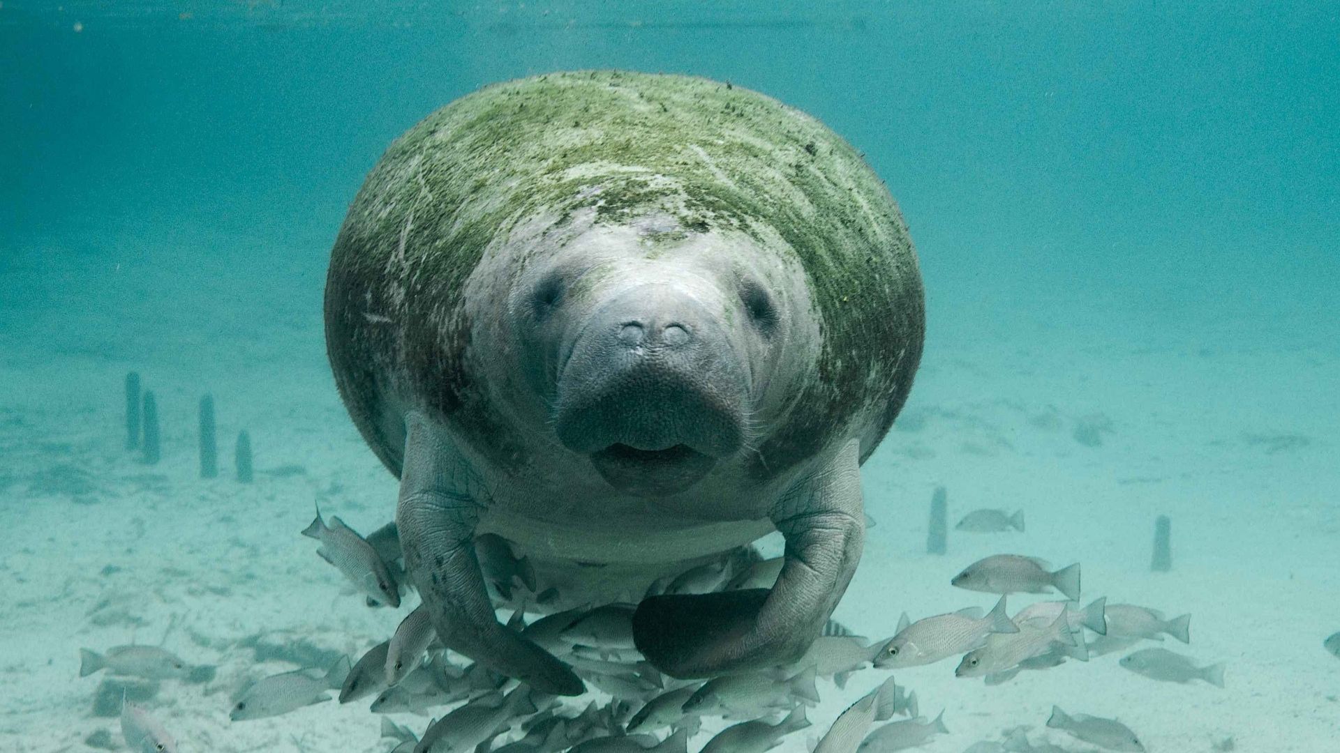 Florida manatee facing forward underwater with a school of fish gathered beneath it.
