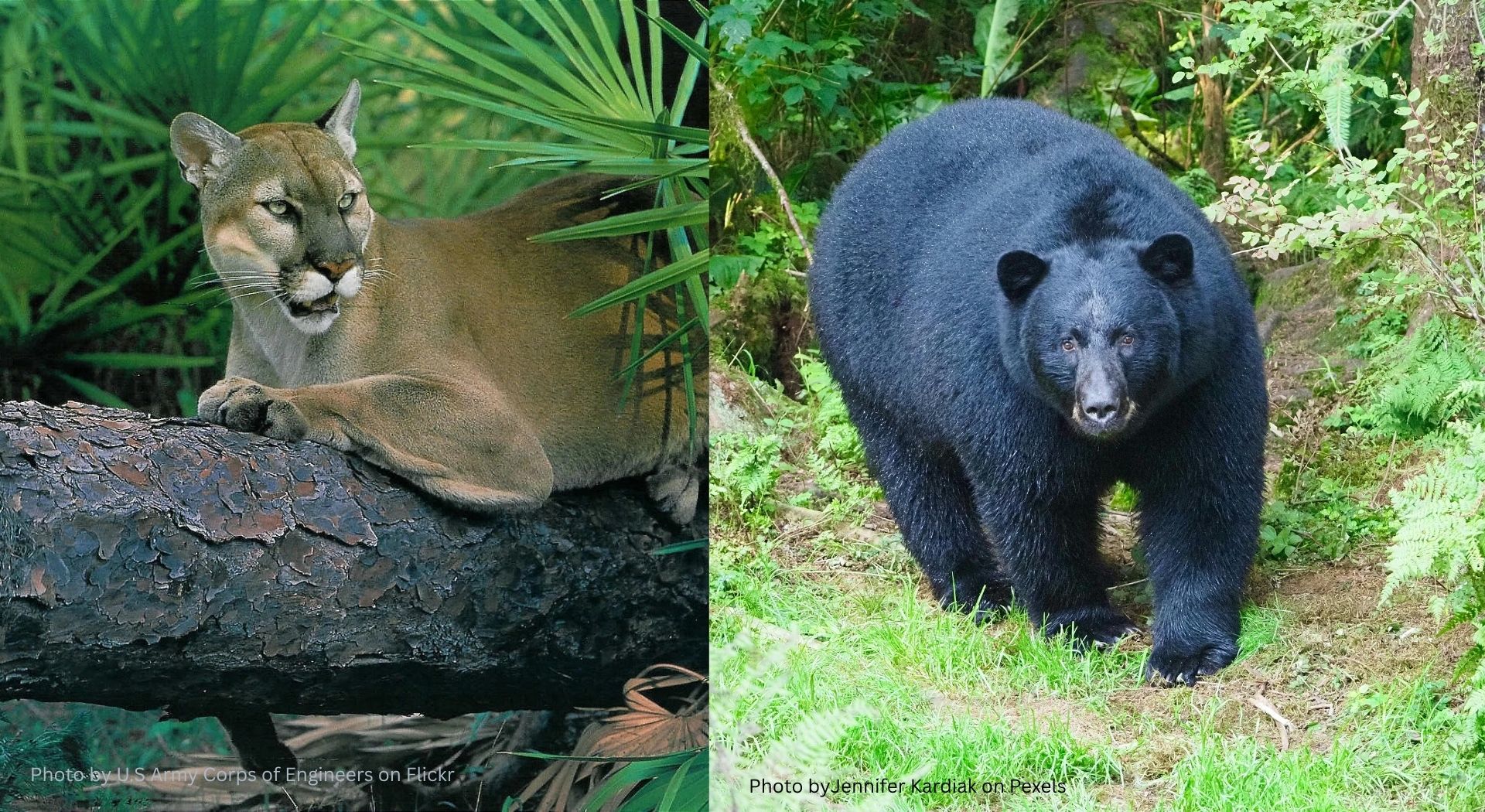 Side-by-side image of a Florida panther on a tree branch and an American black bear walking in a forest.