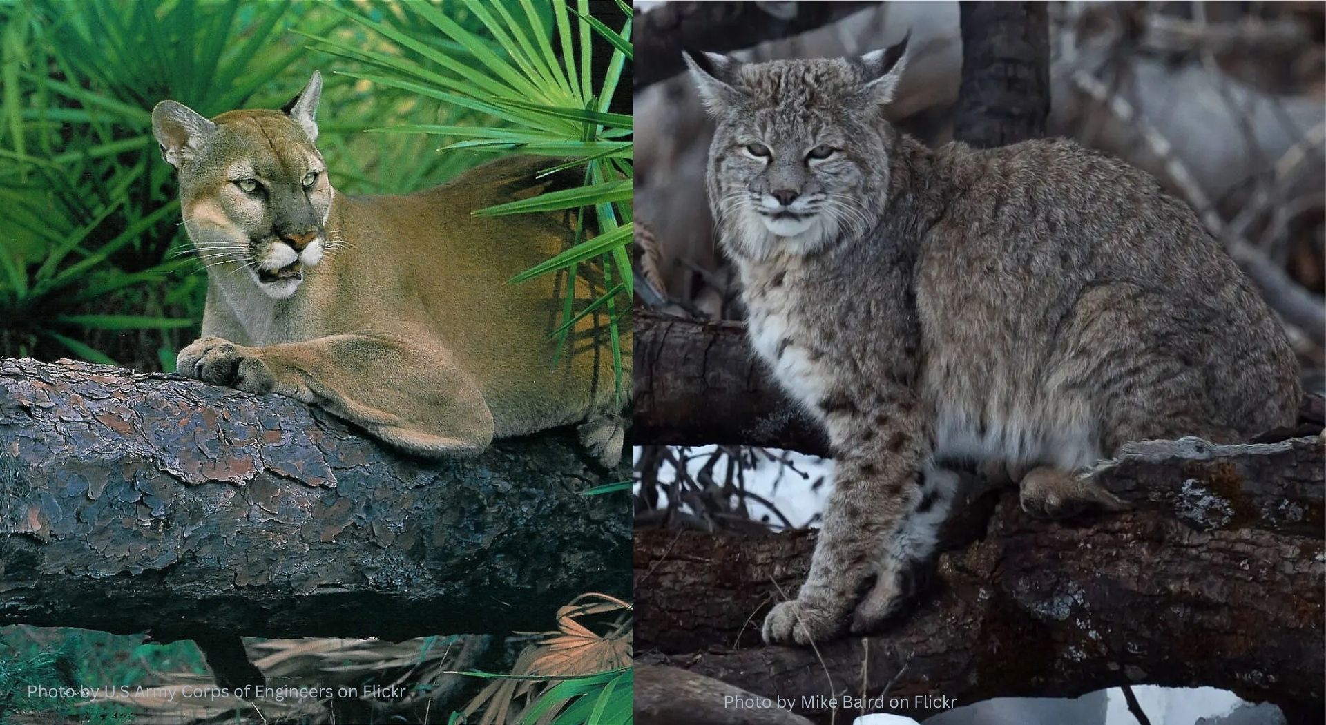 Side-by-side comparison of a Florida panther and a bobcat resting on tree branches in natural habitats