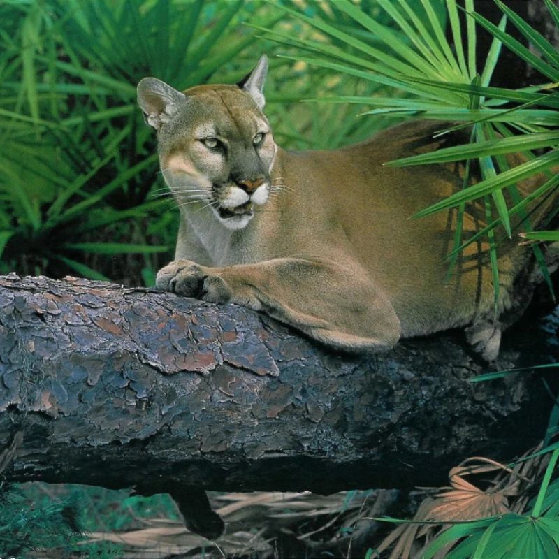 A Florida panther reclines on a fallen tree trunk amid dense green palm fronds, alert eyes scanning the forest.