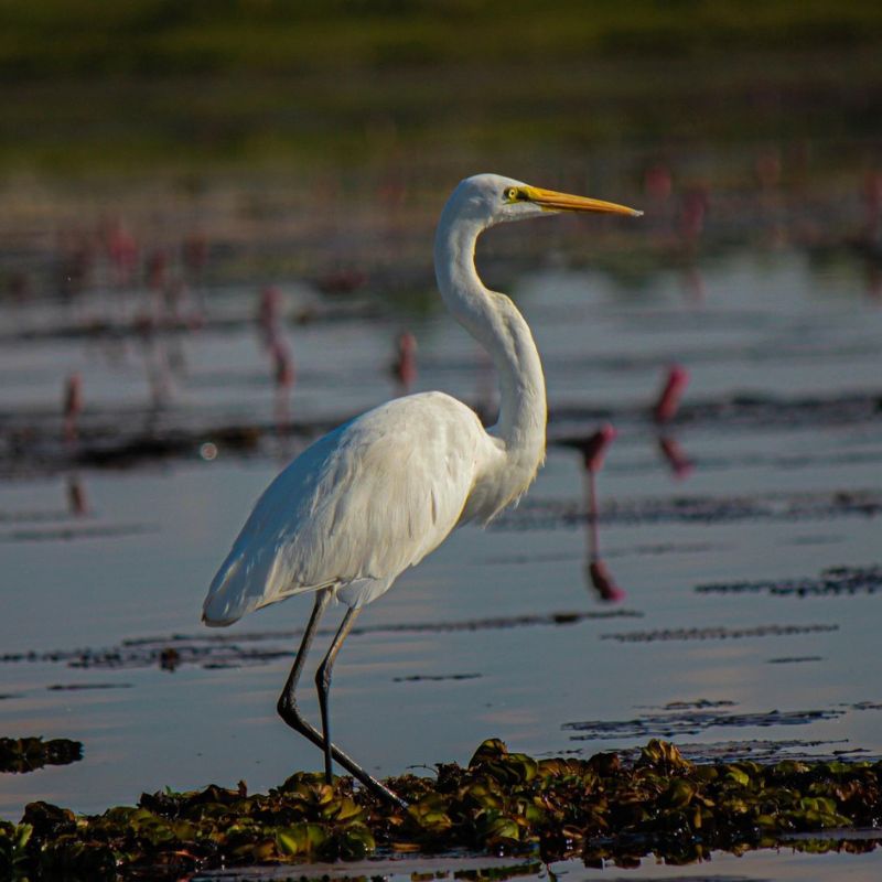 Great Egret