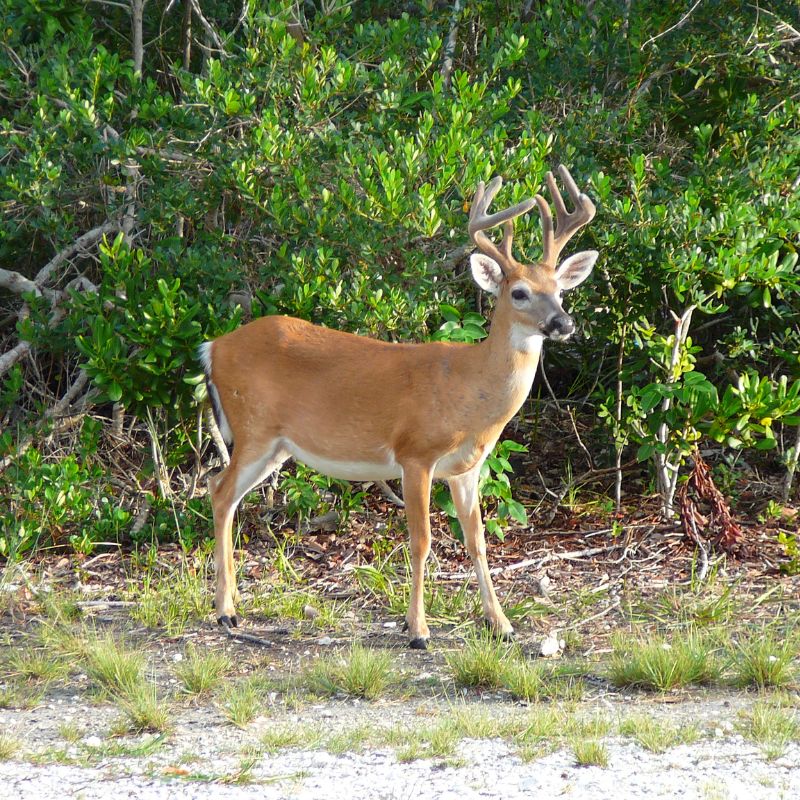 A small Key Deer buck with velvet-covered antlers stands alert on the edge of a forested area, surrounded by low shrubs and sunlight.